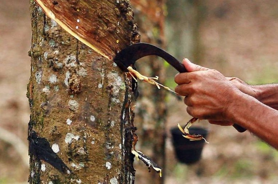 Harga Getah Sabah Sekilo Hari Ini 2020 / Pembekal IKAN